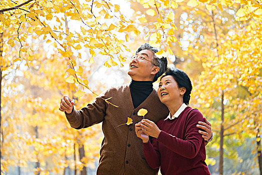 在银杏林散步的老年夫妻