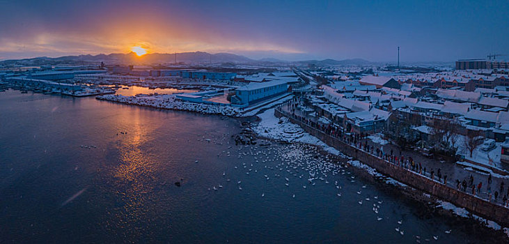 航拍山东威海俚岛镇烟墩角拍摄的冬天雪地天鹅风景