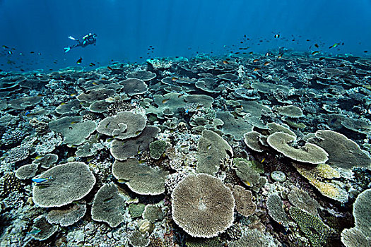 潜水,上方,礁石,桌面珊瑚,桌子,珊瑚,印度洋,南马累环礁,马尔代夫,亚洲