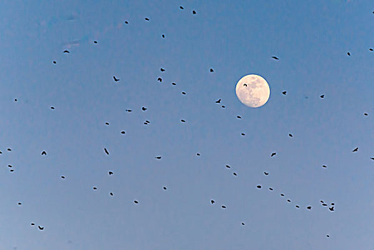 月亮下的一群鸟