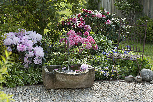 喷泉,石头,槽,杜鹃花属植物,米兰