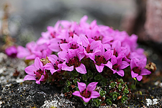 北极,斯瓦尔巴特群岛,特写,紫色,虎耳草属植物,开花