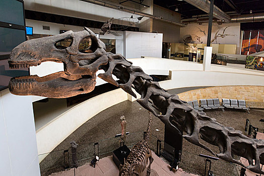 骨骼,恐龙,博物馆,地区,省,泰国,亚洲