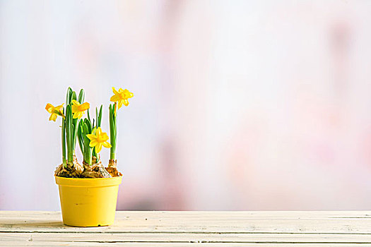 水仙花,黄色,花盆,厚木板,紫罗兰,背景