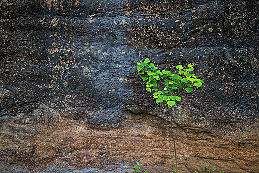 岩石巨石小树