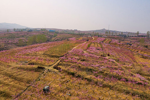 山东蒙阴乡村桃花