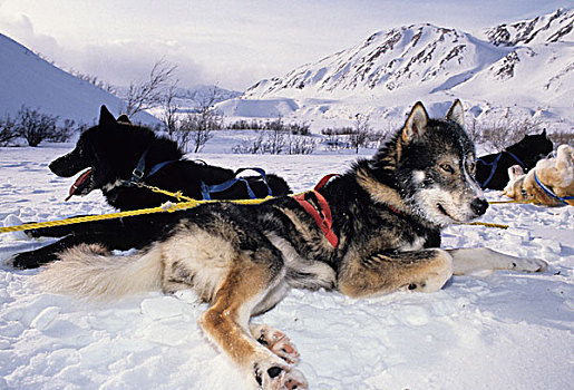 美国,阿拉斯加,雪橇狗,狗拉雪橇,德纳里峰国家公园