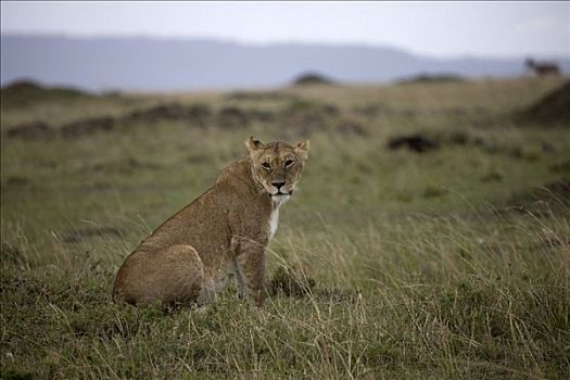 雌狮,狮子,坐,地点,马赛马拉国家保护区,肯尼亚