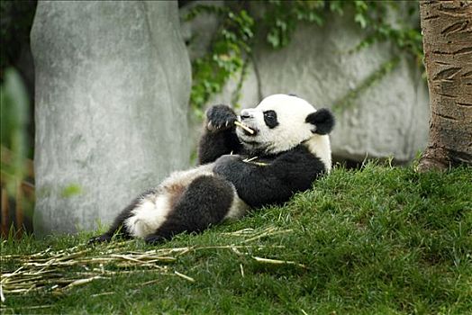 大熊猫,进食,熊猫,饲养,车站,靠近,成都,中国,亚洲