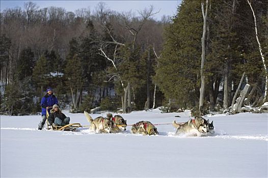 阿拉斯加雪橇犬,狗,团队,拉拽,狗拉雪橇