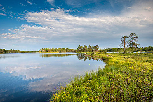 岸边,湖,拉普兰,芬兰,欧洲