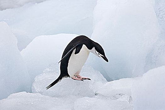 帽带企鹅,阿德利企鹅属,跳跃,冰,南,奥克尼群岛,南极