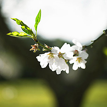 杏树,花