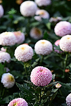 淡紫色大丽花菊花