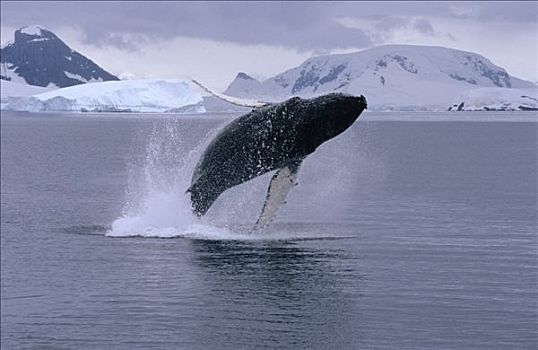 驼背鲸,大翅鲸属,鲸鱼,鲸跃,南极