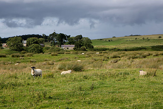 风景,坎布里亚,绵羊,农场