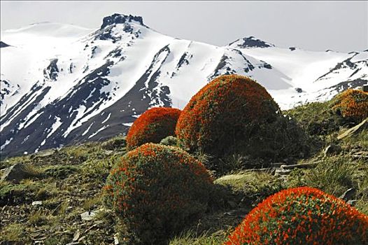 花,灌木丛,托雷德裴恩国家公园,巴塔哥尼亚,智利