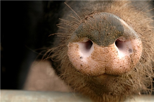 猪,口鼻部