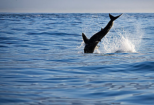 大白鲨,沙鲨属,跳跃,室外,水,海豹岛,福尔斯湾,南非