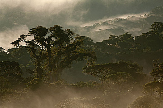 雾林,雾气,西部,斜坡,安第斯山,厄瓜多尔