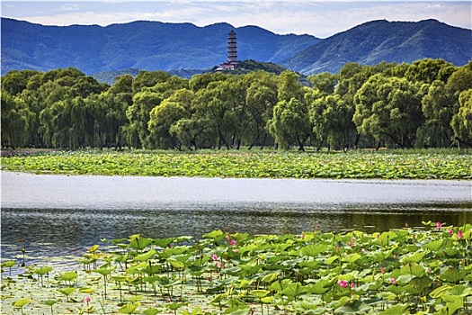 塔,荷花,花园,反射,颐和园,北京,中国