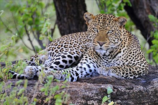 非洲豹,豹,放松,漂石,萨布鲁国家公园,肯尼亚,东非,非洲