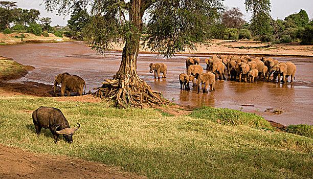 非洲,肯尼亚,河,沭浴,南非水牛,放牧