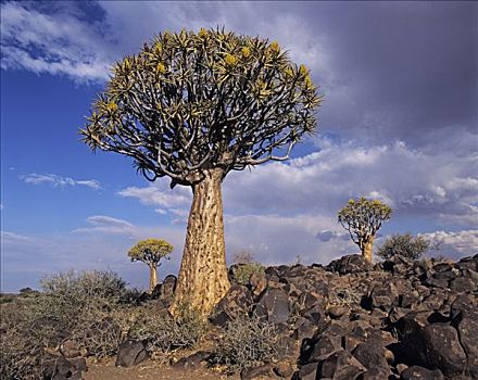 箭筒树,靠近,基特曼斯胡普,纳米比亚
