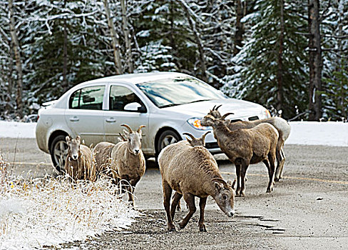 大角羊,舔,钙,道路,一个,危险,国家公园,野生动物,途中,湖,瓦特顿湖国家公园,西南方,艾伯塔省,加拿大