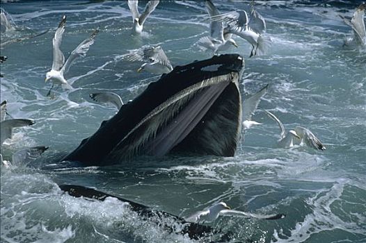 驼背鲸,大翅鲸属,鲸鱼,进食,银鸥,等待,残余物,国家,海洋,马萨诸塞