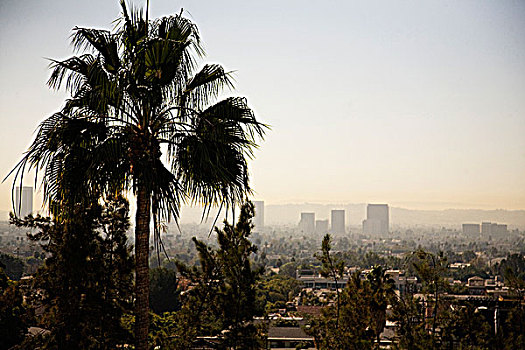 棕榈树,加利福尼亚,美国,烟雾,背景