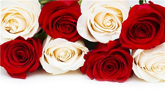 红色,白色,玫瑰,隔绝,白色背景