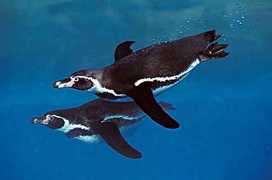 企鹅,环企鹅属,成年,游泳