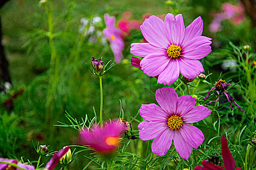 格桑花近摄