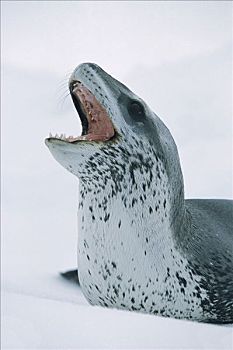 海豹,张嘴,展示,尖牙,威德尔海,南极