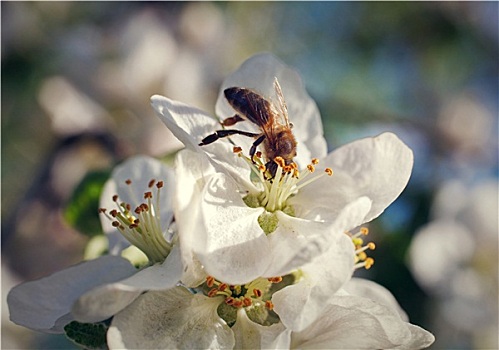 蜜蜂,春天,樱花