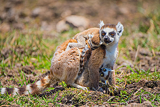 madagascar马达加斯加环尾狐猴母子在草地上