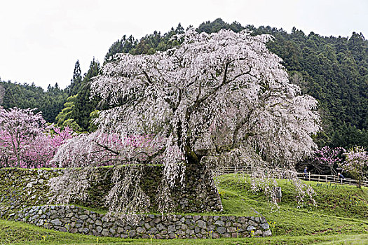 樱花,日本