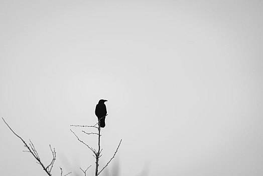 冬季重度空气污染下一只乌鸦落在树枝上