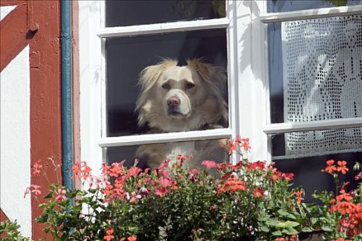 狗,向外看,窗