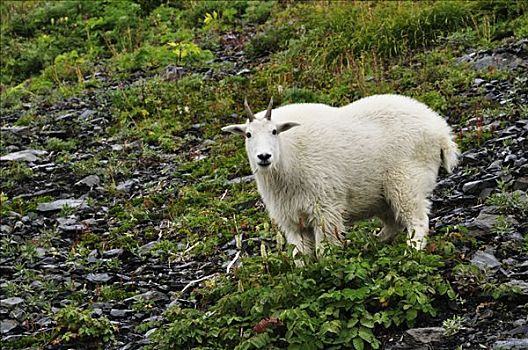 石山羊,奇奈峡湾国家公园,阿拉斯加,美国
