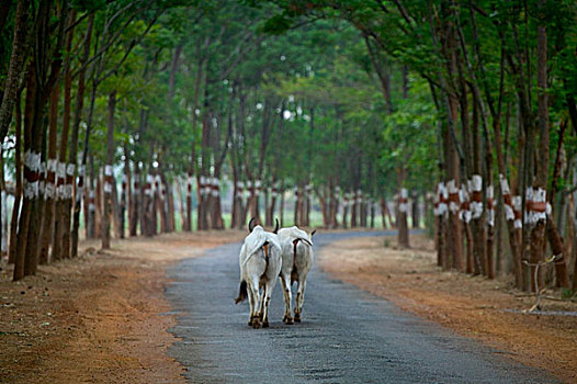 白色,母牛,走,乡村,道路,桉树,奥里萨帮,印度