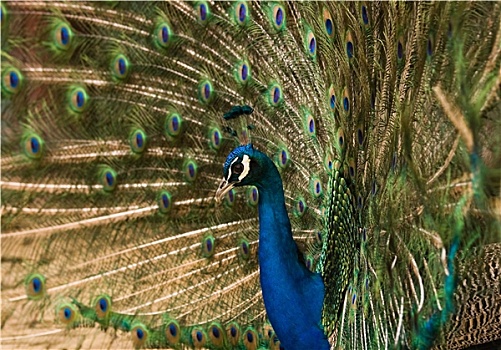 蓝色,孔雀,展示,羽毛