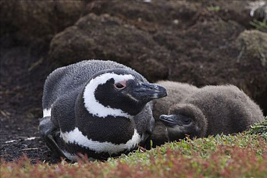 麦哲伦企鹅,小蓝企鹅,父母,幼禽,福克兰群岛
