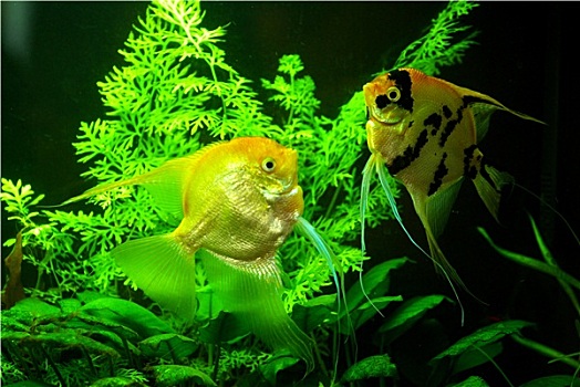 魚缸