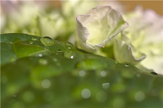 雨滴