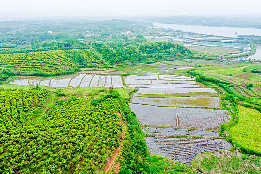 航拍河南信阳光山县司马光油茶园