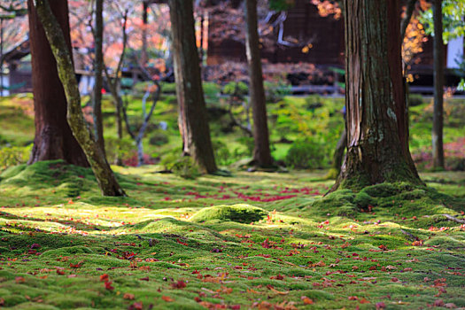 日本,京都,花园里,苔藓,地和,地上,枫叶,落叶