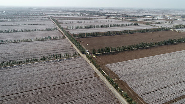 棉花成熟,大地一片雪白