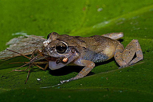 青蛙,昆虫,捕食,西印度群岛,加勒比